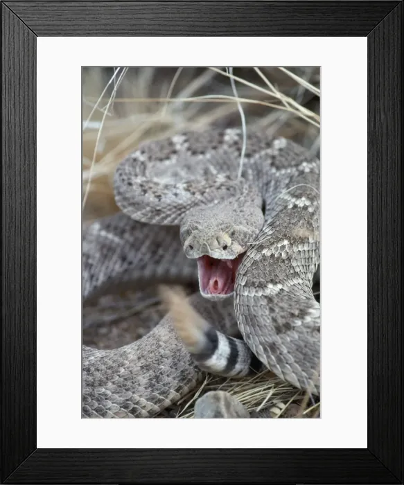 Framed Print : Western Diamondback Rattlesnake - rattling tail Arizona, USA Framed Print : Western Diamondback Rattlesnake - rattling tail Arizona, USA