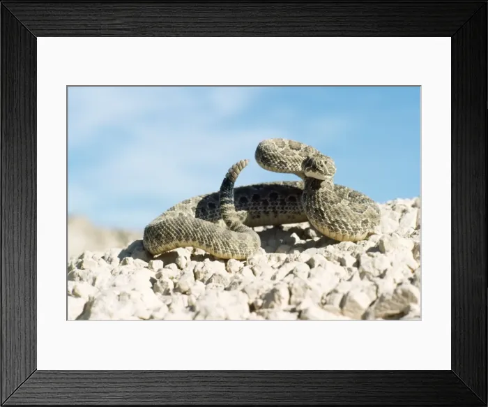 Framed Print : Prairie Rattlesnake Colorado, USA Framed Print : Prairie Rattlesnake Colorado, USA