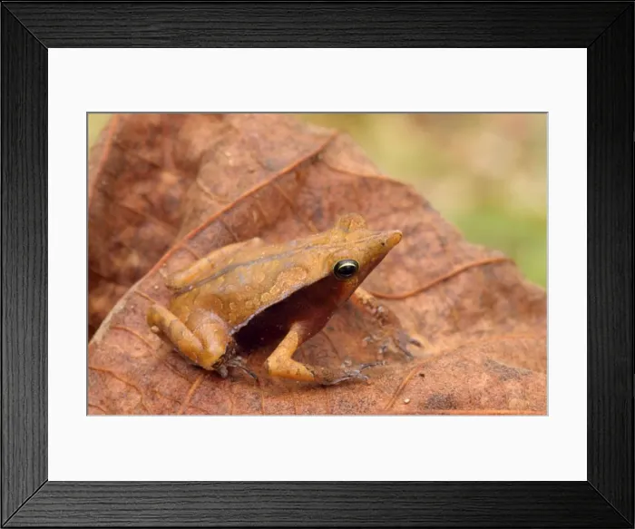 Framed Print : Toad - on leaf Tropical Rainforest, Amazon basin, Peru Framed Print : Toad - on leaf Tropical Rainforest, Amazon basin, Peru