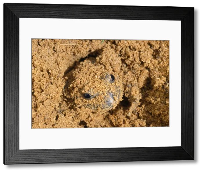 Framed Print : Eastern Banjo  /  Dumeril's Frog - burrowing in sand Australia