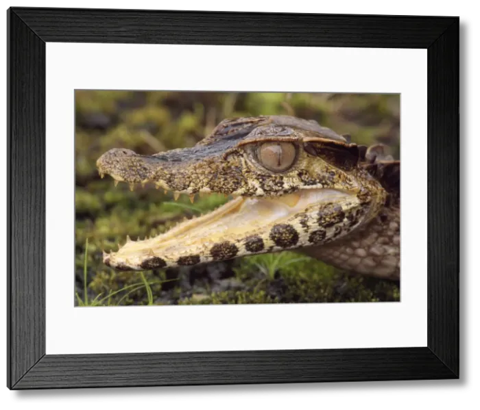 Framed Print : Smooth Fronted Caiman Tropical Rainforest, Peru Framed Print : Smooth Fronted Caiman Tropical Rainforest, Peru