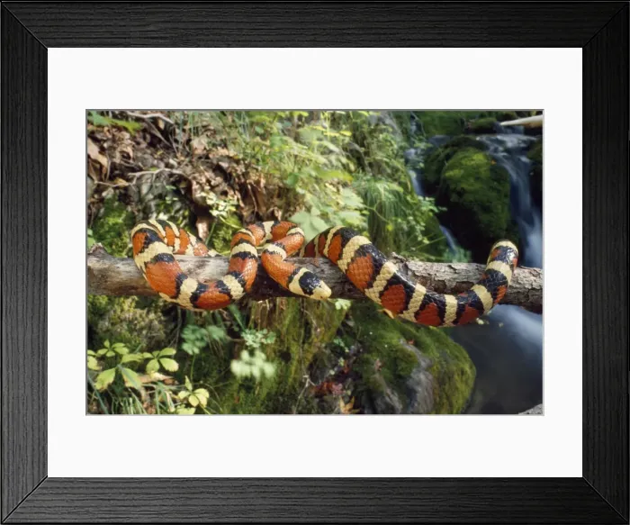 Framed Print : Sonora Mountain Kingsnake Arizona, USA Framed Print : Sonora Mountain Kingsnake Arizona, USA
