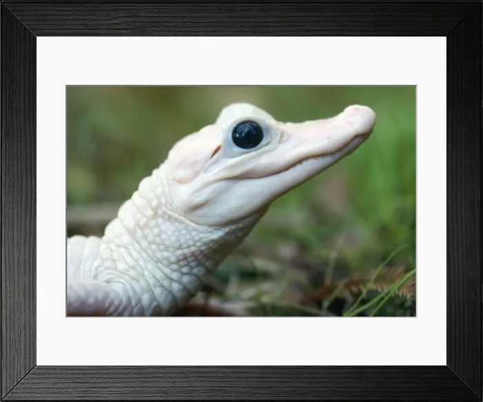 Framed Print : American Alligator USA Framed Print : American Alligator USA