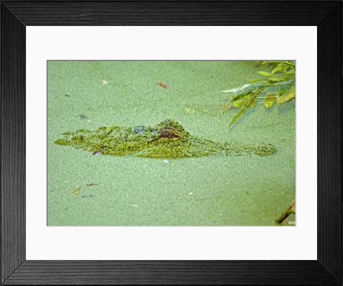 Framed Print : American Alligator - in duckweed, native to southeastern United States. Louisiana USA Framed Print : American Alligator - in duckweed, native to southeastern United States. Louisiana USA