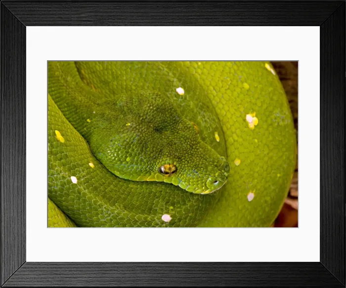 Framed Print : Green Tree Python - arboreal Native to New Guinea and Northern Australia Framed Print : Green Tree Python - arboreal Native to New Guinea and Northern Australia