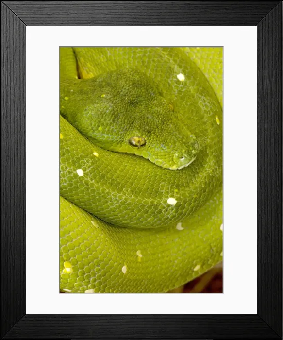 Framed Print : Green Tree Python - arboreal Native to New Guinea and Northern Australia Framed Print : Green Tree Python - arboreal Native to New Guinea and Northern Australia