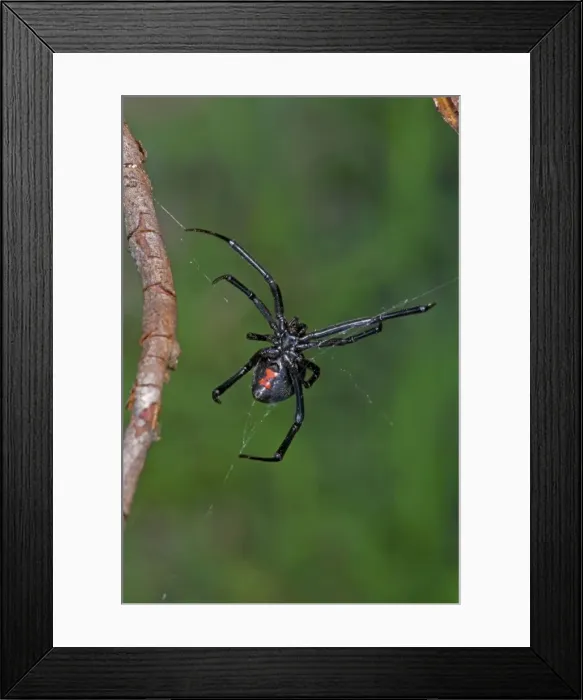 Framed Print : Black Widow Spider - Female. Arizona, USA Framed Print : Black Widow Spider - Female. Arizona, USA