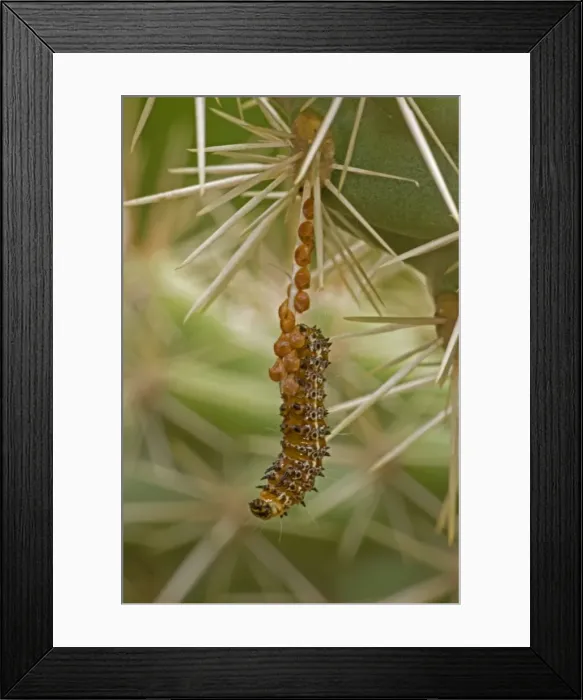 Framed Print : Caterpillar of the Cholla Moth - on cholla cactus (Opuntia spp. ) Caterpillars feed on Cholla Cactus during summer rainy season. Family: Noctuidae Sonoran Desert, Arizona, USA Framed Print : Caterpillar of the Cholla Moth - on cholla cactus (Opuntia spp. ) Caterpillars feed on Cholla Cactus during summer rainy season. Family: Noctuidae Sonoran Desert, Arizona, USA