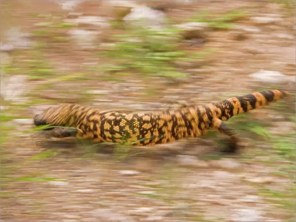 Gila Monster - In motion. One of only two venomous lizards in the world, protected species. Southeastern Arizona, USA