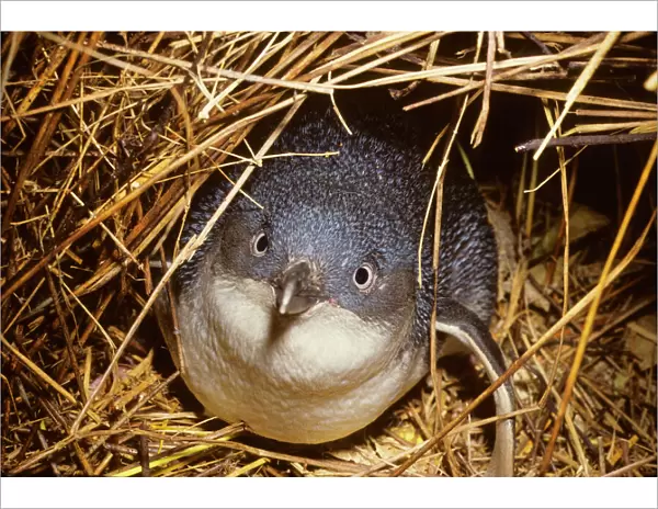 Little Penguin - Also called Fairy Little Blue or Southern Blue Penguin. Smallest penguin. New Zealand