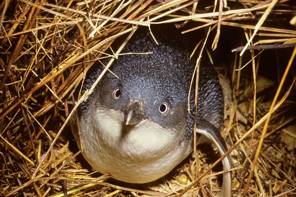Little Penguin - Also called Fairy Little Blue or Southern Blue Penguin. Smallest penguin. New Zealand