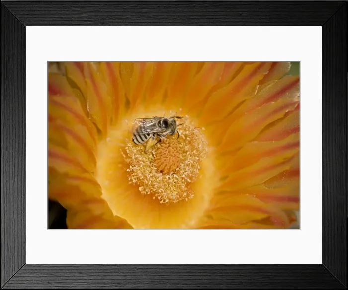 Framed Print : Digger Bee (Family Anthophoridae) on fishhook barrel cactus blossum (Ferocactus wislizeni) - Sonoran Desert - Arizona - Taking nectar from fishhook barrel cactus blossum - Carries pollen to other blossoms thereby pollinatiing them Framed Print : Digger Bee (Family Anthophoridae) on fishhook barrel cactus blossum (Ferocactus wislizeni) - Sonoran Desert - Arizona - Taking nectar from fishhook barrel cactus blossum - Carries pollen to other blossoms thereby pollinatiing them
