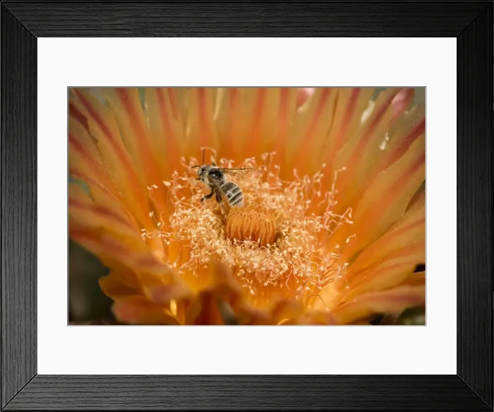 Framed Print : Native Bee on fishhook barrel cactus blossum (Ferocactus wislizeni) - Likely leafcutter bee (Family Megachilidae) Sonoran Desert - Arizona - Taking nectar from fishhook barrel cactus blossum - Carries pollen to other blossoms thereby pollinatiing Framed Print : Native Bee on fishhook barrel cactus blossum (Ferocactus wislizeni) - Likely leafcutter bee (Family Megachilidae) Sonoran Desert - Arizona - Taking nectar from fishhook barrel cactus blossum - Carries pollen to other blossoms thereby pollinatiing