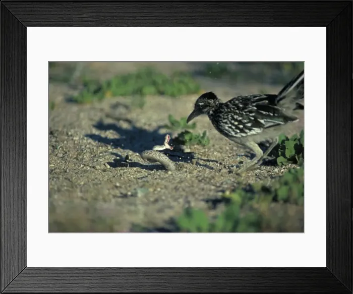 Framed Print : Greater Roadrunner with Western Diamondback Rattlesnake (Crotalus atrox) - Attempting to subdue the rattlesnake for food - Arizona - The cuckoo that runs on the ground - Range from southwestern U. S Framed Print : Greater Roadrunner with Western Diamondback Rattlesnake (Crotalus atrox) - Attempting to subdue the rattlesnake for food - Arizona - The cuckoo that runs on the ground - Range from southwestern U. S