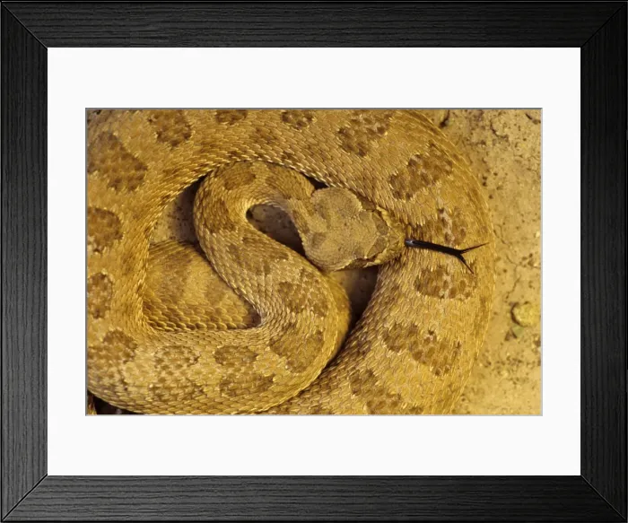 Framed Print : Prairie Rattlesnake - Colorado Framed Print : Prairie Rattlesnake - Colorado