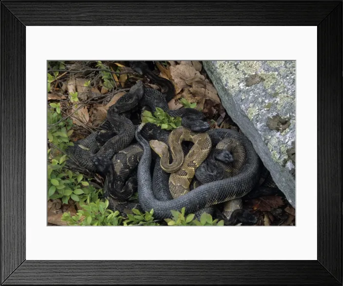 Framed Print : Timber Rattlesnake - Northeastern United States - Venomous pit vipers widely distributed throughout eastern United States - Legally protected in 8 of 32 states in which it occurs - Populations declining due to habitat loss Framed Print : Timber Rattlesnake - Northeastern United States - Venomous pit vipers widely distributed throughout eastern United States - Legally protected in 8 of 32 states in which it occurs - Populations declining due to habitat loss