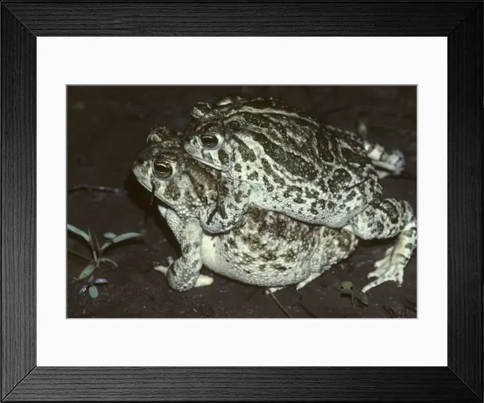 Framed Print : Great Plains Toads. Mating - Arizona - Inhabits prairies or desert often breeding after heavy rains in summer in shallow temporary pools or quiet water or streams-marshes-irrigation ditches Framed Print : Great Plains Toads. Mating - Arizona - Inhabits prairies or desert often breeding after heavy rains in summer in shallow temporary pools or quiet water or streams-marshes-irrigation ditches