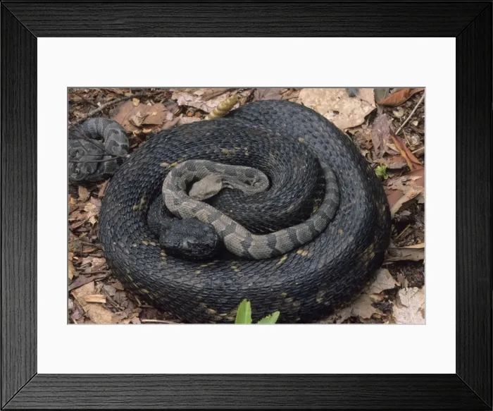 Framed Print : Timber Rattlesnake - Northeastern United States - With young - Venomous pit vipers widely distributed throughout eastern United States - Legally protected in 8 of 32 states in which it occurs - Populations declining due to habitat loss Framed Print : Timber Rattlesnake - Northeastern United States - With young - Venomous pit vipers widely distributed throughout eastern United States - Legally protected in 8 of 32 states in which it occurs - Populations declining due to habitat loss