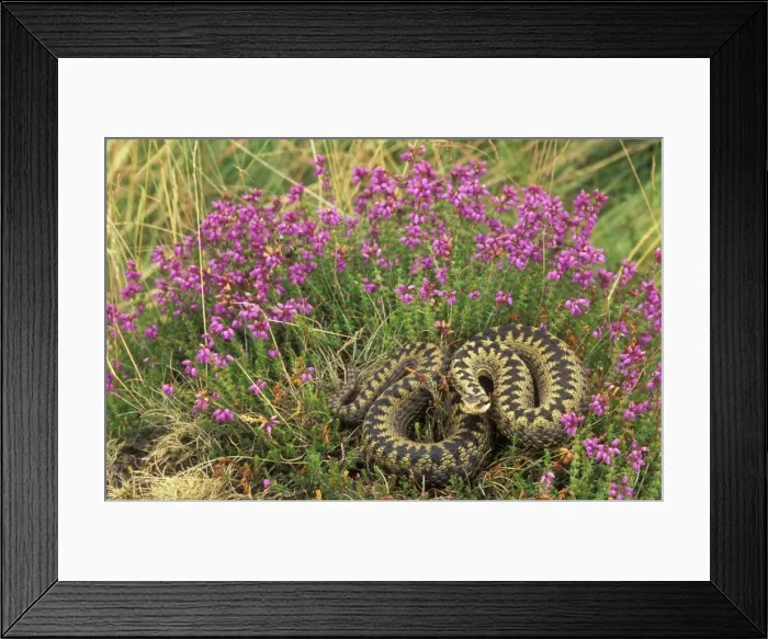 Framed Print : Adder - UK - Female in heather - Only venomous snake in northwest Europe