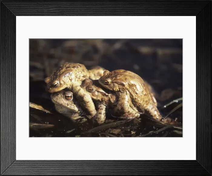 Framed Print : European Common Toads - Mating - Hungary - One of Europe's most widespread amphibians - Congregates in ponds during mating season but spends much of its time away from water during the rest of the year Framed Print : European Common Toads - Mating - Hungary - One of Europe's most widespread amphibians - Congregates in ponds during mating season but spends much of its time away from water during the rest of the year