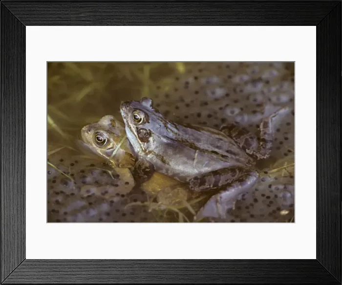 Framed Print : Common Frogs - Mating, frogspawn Framed Print : Common Frogs - Mating, frogspawn