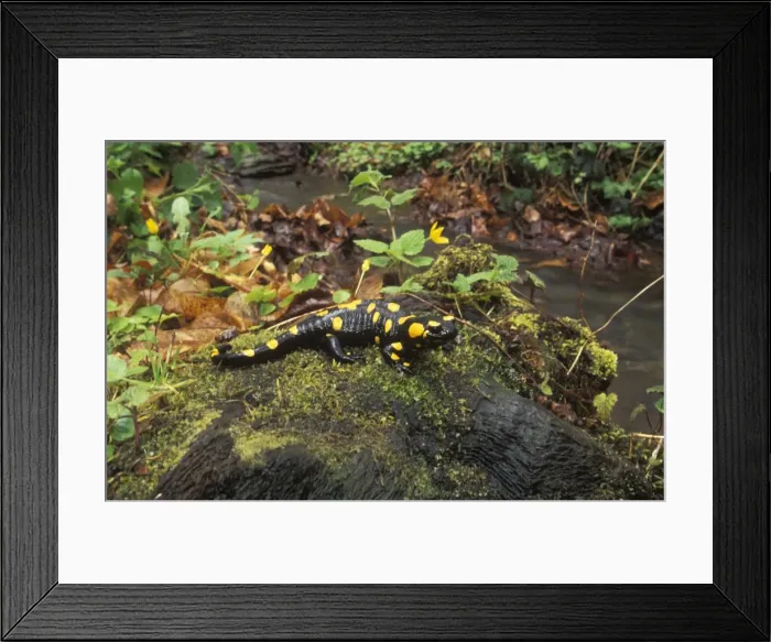 Framed Print : Fire Salamander - Hungary - Found in northwest Africa-Europe and western Asia - Eats worms-slugs-insects and insect larvae Framed Print : Fire Salamander - Hungary - Found in northwest Africa-Europe and western Asia - Eats worms-slugs-insects and insect larvae
