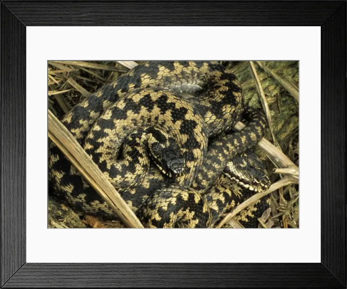 Framed Print : Adder - Two Males sunning - UK - Only venomous snake in northwest Europe Framed Print : Adder - Two Males sunning - UK - Only venomous snake in northwest Europe