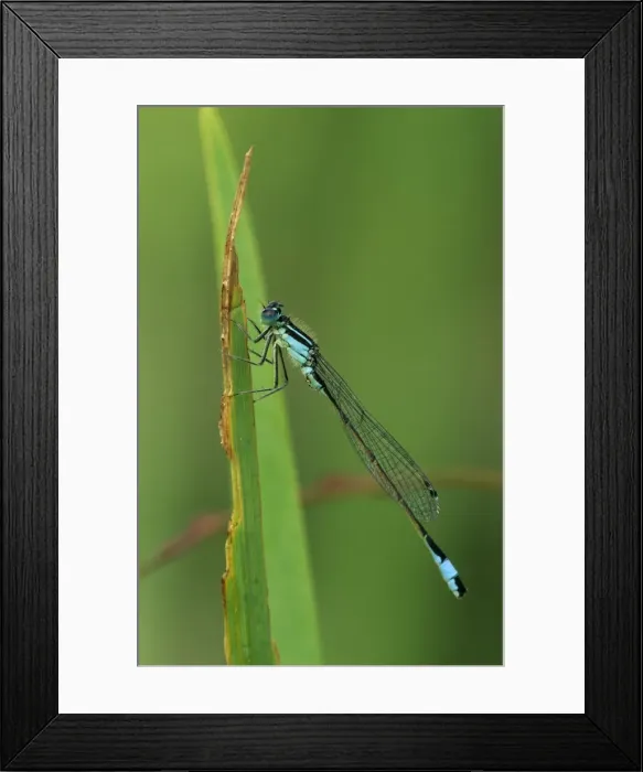 Framed Print : Emerald Damselfly (Lestes sponsa) - UK Framed Print : Emerald Damselfly (Lestes sponsa) - UK