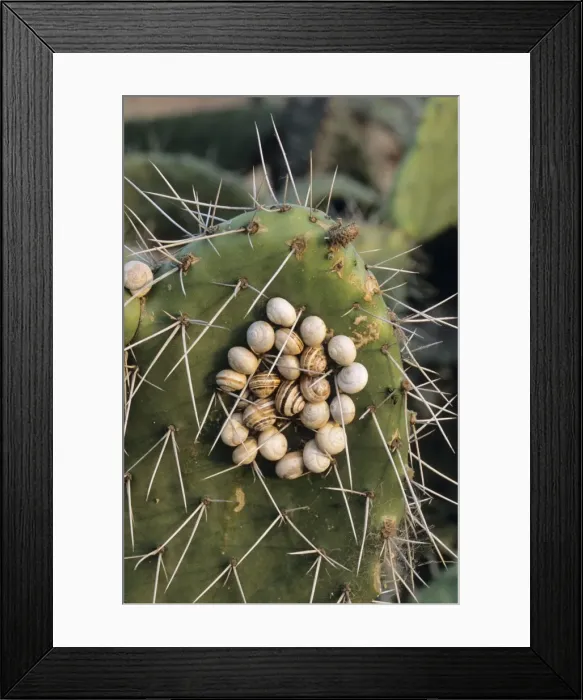 Framed Print : Snails clustered on prickly pear during the dry season - Spain Framed Print : Snails clustered on prickly pear during the dry season - Spain