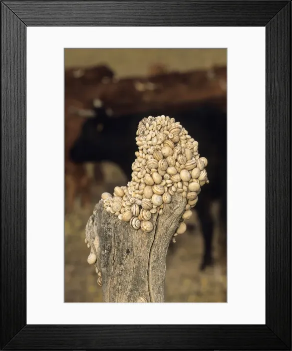Framed Print : Snails (Helix spp) clustered on post during the dry season - Spain Framed Print : Snails (Helix spp) clustered on post during the dry season - Spain