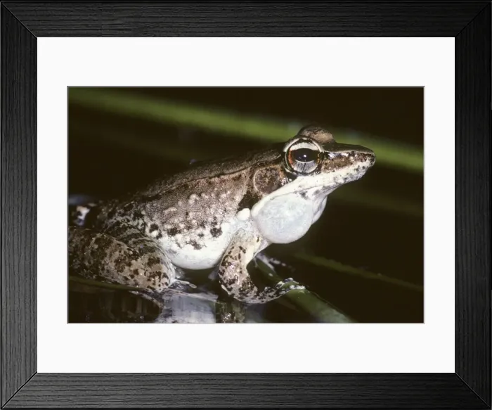 Framed Print : Wood Frog - calling - Australia Framed Print : Wood Frog - calling - Australia