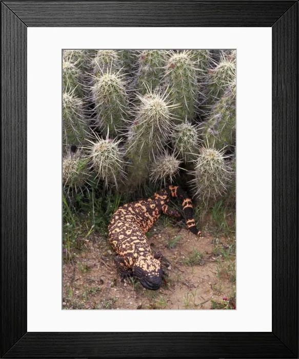 Framed Print : Gila Monster -Arizona-One of only two venomous lizards in the world-protected species-in Saguaro cactus boot'- delivers venom through grooved teeth- feeds on ground nesting birds and small mammals - spends much time in burrows Framed Print : Gila Monster -Arizona-One of only two venomous lizards in the world-protected species-in Saguaro cactus boot'- delivers venom through grooved teeth- feeds on ground nesting birds and small mammals - spends much time in burrows