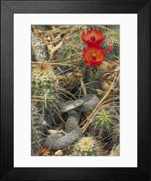 Framed Print : Twin-spotted Rattlesnake - In cactus - Arizona - Mountain rock dweller of pine-oak woodland-grassy and brushy areas and open coniferous forest - Activity is restricted by cool night temperatures