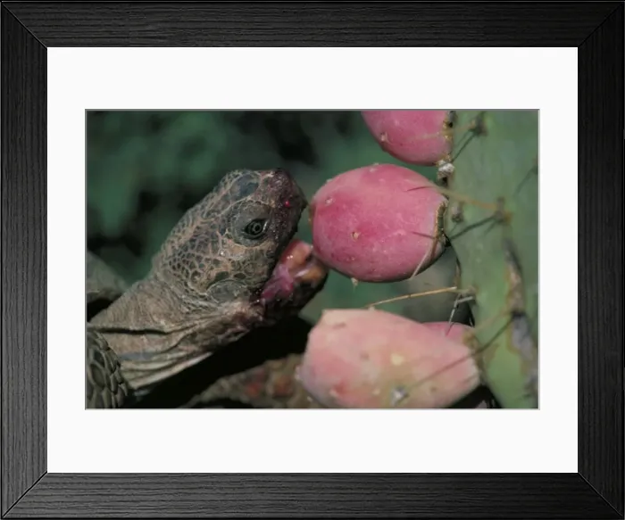 Framed Print : Desert Tortoise - Arizona - Eating fruit of pricky pear cactus - A completely terrestrial desert species requiring firm ground for construction of burrows - frequents desert oases-riverbands-washes-dunes-and occasionally rocky slopes - Burrows-often Framed Print : Desert Tortoise - Arizona - Eating fruit of pricky pear cactus - A completely terrestrial desert species requiring firm ground for construction of burrows - frequents desert oases-riverbands-washes-dunes-and occasionally rocky slopes - Burrows-often