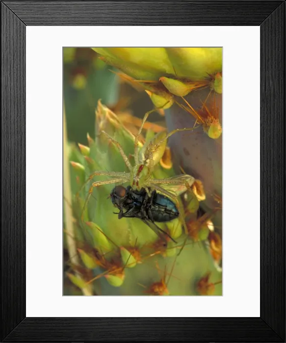 Framed Print : Green Lynx Spider - On prickly pear- Eating insect - Arizona - Preys on invertebrates attracted to blossoms - Ambushes predators Framed Print : Green Lynx Spider - On prickly pear- Eating insect - Arizona - Preys on invertebrates attracted to blossoms - Ambushes predators