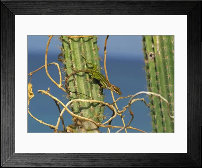 Framed Print : Giant Anole - Antigua-West Indies - Basking in the early morning sun atop cactus Framed Print : Giant Anole - Antigua-West Indies - Basking in the early morning sun atop cactus
