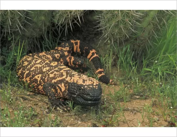 Gila Monster (Heloderma suspectum)-Arizona-One of only two venomous lizards in the world-protected species-in Saguaro cactus 'boot'- delivers venom through grooved teeth- feeds on ground nesting birds