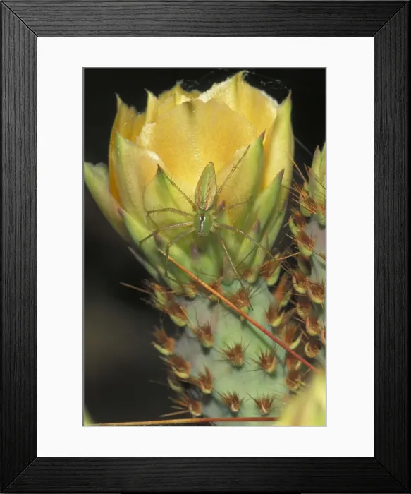 Framed Print : Green Lynx Spider - On prickly pear- Arizona - Preys on invertebrates attracted to blossoms - Ambushes predators Framed Print : Green Lynx Spider - On prickly pear- Arizona - Preys on invertebrates attracted to blossoms - Ambushes predators