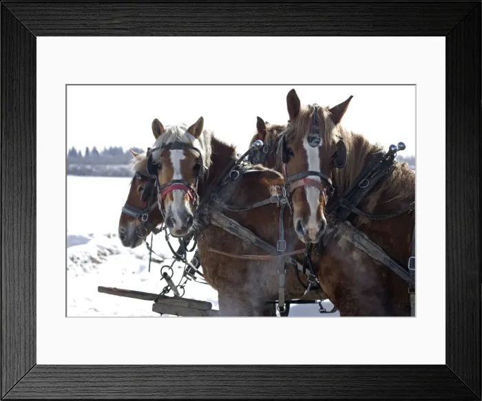 Framed Print : Team of four work horses on Amish farm in upstate New York - In barnyard - In snow -Pulling wagon Framed Print : Team of four work horses on Amish farm in upstate New York - In barnyard - In snow -Pulling wagon