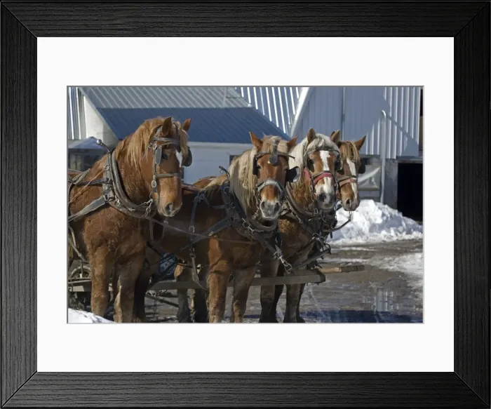 Framed Print : Team of four work horses on Amish farm in upstate New York - In barnyard - In snow -Pulling wagon Framed Print : Team of four work horses on Amish farm in upstate New York - In barnyard - In snow -Pulling wagon