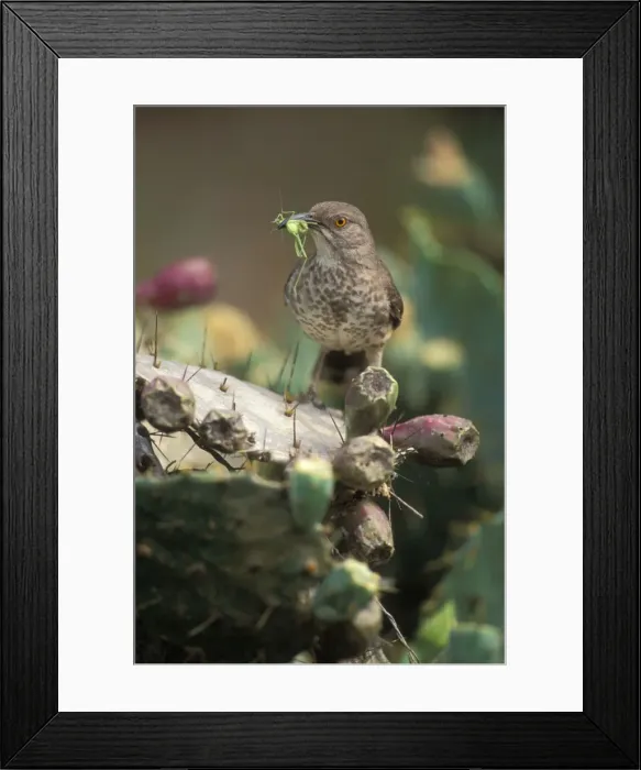 Framed Print : Curve-billed Thrasher - With insect in mouth - Texas - The most common desert thrasher - Resident southwest U.s to southern Mexico - Excellent songster - Eats insects and fruits