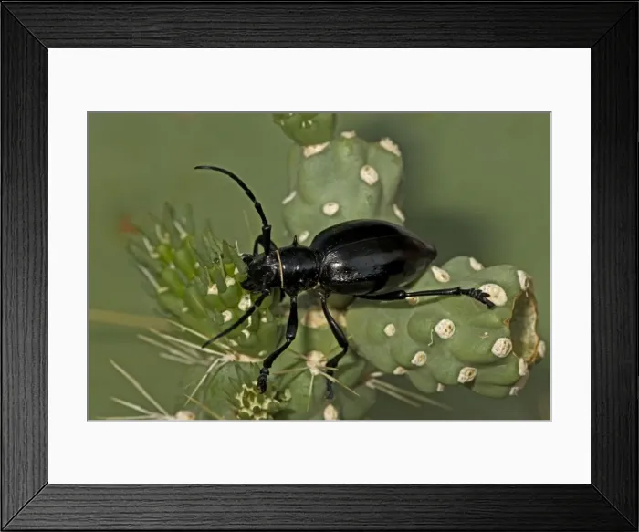 Framed Print : Long-horned Cactus Beetle (Moneilema gigas) - Arizona - Feeding on cholla cactus - Feeds on many kinds of cactus Framed Print : Long-horned Cactus Beetle (Moneilema gigas) - Arizona - Feeding on cholla cactus - Feeds on many kinds of cactus