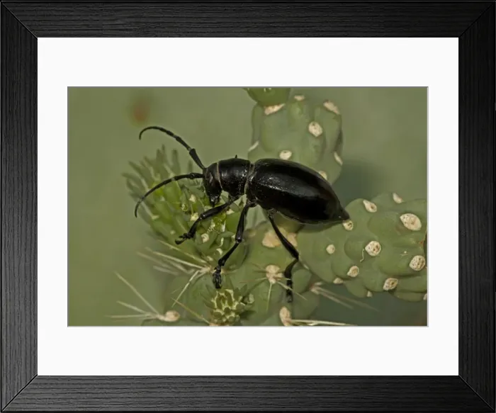 Framed Print : Long-horned Cactus Beetle (Moneilema gigas) - Sonoran Desert - Arizona - USA - Feeding on cholla cactus - Feeds on many kinds of cactus Framed Print : Long-horned Cactus Beetle (Moneilema gigas) - Sonoran Desert - Arizona - USA - Feeding on cholla cactus - Feeds on many kinds of cactus