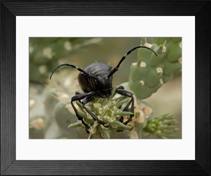 Framed Print : Long-horned Cactus Beetle (Moneilema gigas) - Arizona - Feeding on cholla cactus - Feeds on many kinds of cactus Framed Print : Long-horned Cactus Beetle (Moneilema gigas) - Arizona - Feeding on cholla cactus - Feeds on many kinds of cactus