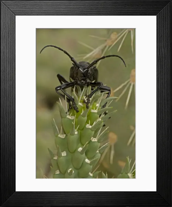 Framed Print : Long-horned Cactus Beetle (Moneilema gigas) - Arizona - Feeding on cholla cactus - Feeds on many kinds of cactus Framed Print : Long-horned Cactus Beetle (Moneilema gigas) - Arizona - Feeding on cholla cactus - Feeds on many kinds of cactus