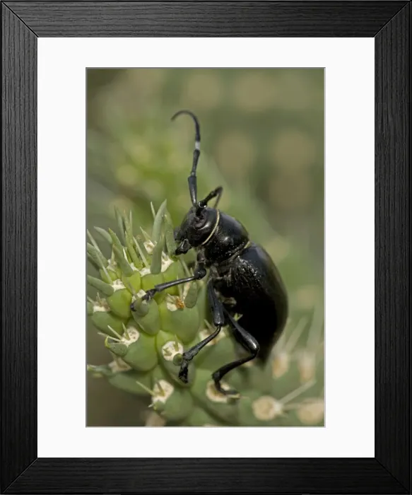 Framed Print : Long-horned Cactus Beetle (Moneilema gigas) - Arizona - Feeding on cholla cactus - Feeds on many kinds of cactus Framed Print : Long-horned Cactus Beetle (Moneilema gigas) - Arizona - Feeding on cholla cactus - Feeds on many kinds of cactus