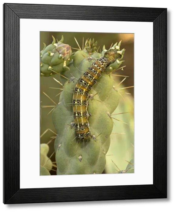 Framed Print : Caterpillar of the Cholla Moth (Euscirrhopterus cosyra) on cholla cactus (Opuntia spp. ) - Sonoran Desert - Arizona - Family Noctuidae - Caterpillars feed on cholla cactus (Opuntia) during summer rainy season Framed Print : Caterpillar of the Cholla Moth (Euscirrhopterus cosyra) on cholla cactus (Opuntia spp. ) - Sonoran Desert - Arizona - Family Noctuidae - Caterpillars feed on cholla cactus (Opuntia) during summer rainy season
