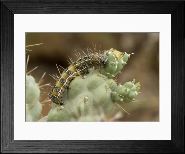 Framed Print : Caterpillar of the Cholla Moth (Euscirrhopterus cosyra) on cholla cactus (Opuntia spp. ) - Sonoran Desert - Arizona - Family Noctuidae - Caterpillars feed on cholla cactus (Opuntia) during summer rainy season Framed Print : Caterpillar of the Cholla Moth (Euscirrhopterus cosyra) on cholla cactus (Opuntia spp. ) - Sonoran Desert - Arizona - Family Noctuidae - Caterpillars feed on cholla cactus (Opuntia) during summer rainy season