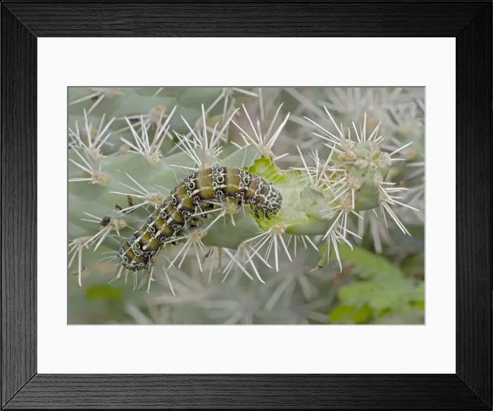 Framed Print : Caterpillar of the Cholla Moth (Euscirrhopterus cosyra) on cholla cactus (Opuntia spp. ) - Sonoran Desert - Arizona - Family Noctuidae - Caterpillars feed on cholla cactus (Opuntia) during summer rainy season Framed Print : Caterpillar of the Cholla Moth (Euscirrhopterus cosyra) on cholla cactus (Opuntia spp. ) - Sonoran Desert - Arizona - Family Noctuidae - Caterpillars feed on cholla cactus (Opuntia) during summer rainy season