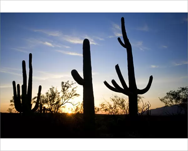 Saguaro Cactus (Carnegiea gigantea) Silhouette at Sunset - Sonoran Desert - Arizona - Record height: 78 feet - Average mature height: 18 to 30 feet, but often reach heights of 50 to 60 feet - Weigh about 80 pounds per foot - grow their first arms at
